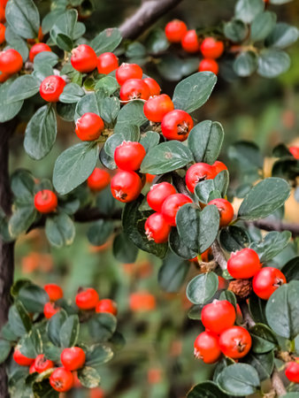 Cotoneaster Horizontalis, close-up of green leaves and red berries on branches in October. Vertical.