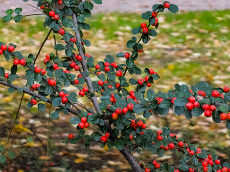 Cotoneaster Horizontalis, green leaves and red berries on branches against a blurred background in...