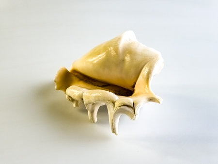 Close-up of Lambis Truncata shell. White background.
