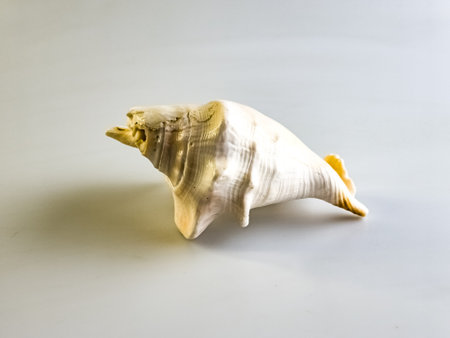 Lambis Truncata shell. White background. Close-up.