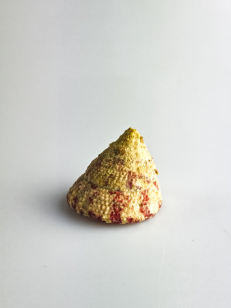 Shell Tectus virgatus on a white background.