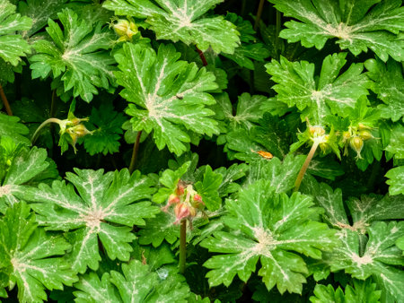 Spring pink flower buds and leaves of the Geranium macrorizum geranium plant. Close-up.