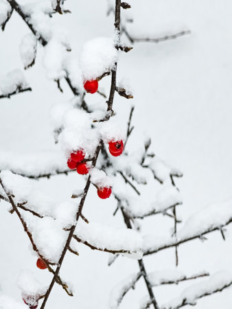 Branches with red berries, Latin name Cotoneaster Horizontalis. Winter.の写真素材