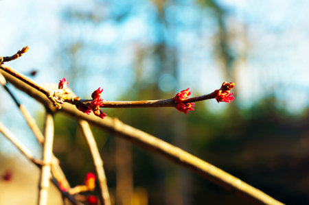 Close up of red female flower buds from silver maple or brook maple Acer saccharinum in a park in early spring.の写真素材