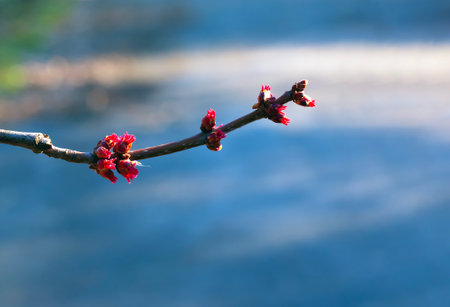 A close-up of the red flower buds of a sugar maple, Acer saccharinum, in a park in early spring.の写真素材