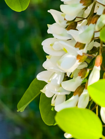 Close-up of blooming white acacia Robinia pseudoacacia in spring in the wild. Blurred background. Vertical.の写真素材