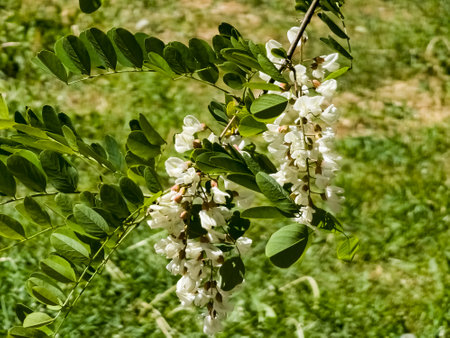 Beautiful white flowers of white acacia, a flowering acacia tree with flowers in the form of inflorescences.の写真素材