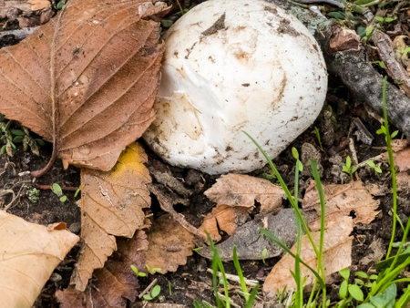 Mushrooms grow in ground. Their characteristic cap shape makes them easily recognizable. They are a...
