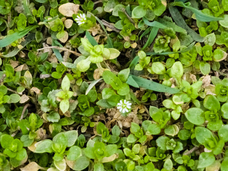 Clammy chickweed, Cerastium glomeratum, growing in meadows.