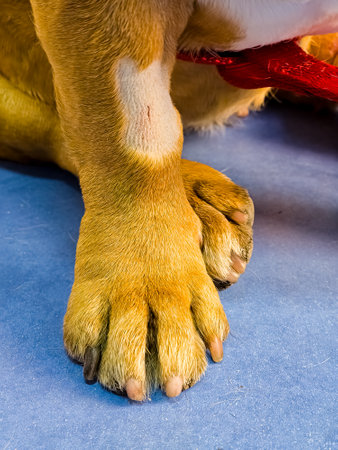 Close-up of dog's paw with catheter. A dog with a catheter in its paw stands on an operating table in veterinary clinic.の写真素材