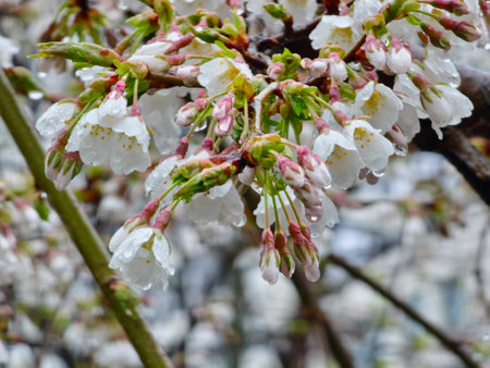 Beautiful spring background with white Prunus flowers blooming in spring, raindrops.の写真素材