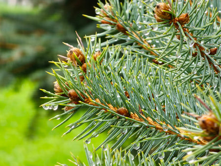 Water drops on long blue needles of white fir Abies concolor. Close-up. Selective focus.