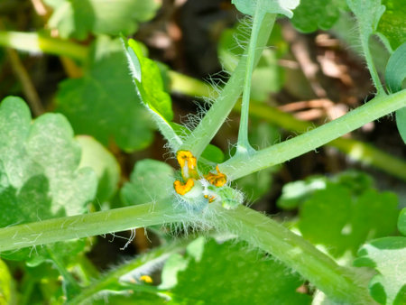Yellow juice on broken stem of a celandine medicinal plant.の写真素材