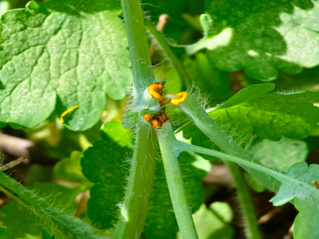 Celandine Juice. The sprouts of the leaves of Greater Celandine, also known as Greater Celandine.の写真素材