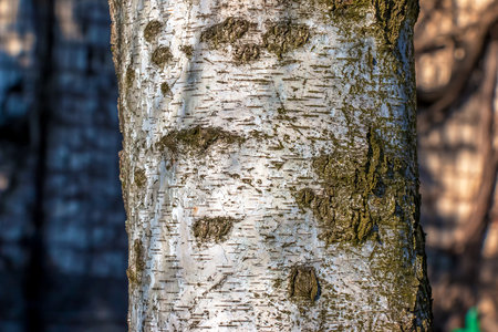 Birch bark texture. Texture of birch bark. Birch bark background. Birch tree trunk, Betula pendula.