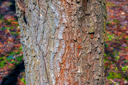 Detail of the bark of Catalpa tree - Latin name - Catalpa bignonioides.