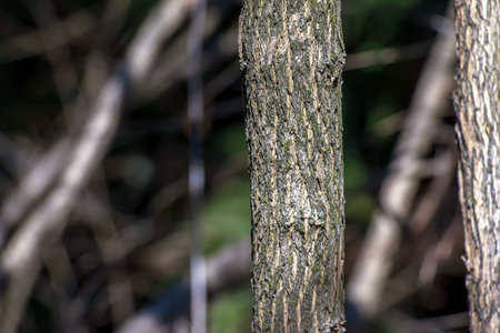 Fontanesia phillyreoides bark close-up. Fontanesia phillyreoides trunk texture. The Live wood background. Forest nature of skin.の写真素材