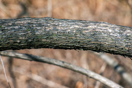 Fontanesia phillyreoides bark close-up. Fontanesia phillyreoides trunk texture. Live wood background. Forest nature of a skin.の写真素材
