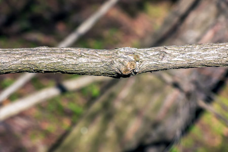 Fontanesia phillyreoides bark close-up. Fontanesia phillyreoides trunk texture. Live wood background. Forest nature of skin.の写真素材