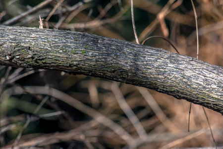Fontanesia phillyreoides bark close-up. The Fontanesia phillyreoides trunk texture. Live wood background. Forest nature of skin.の写真素材