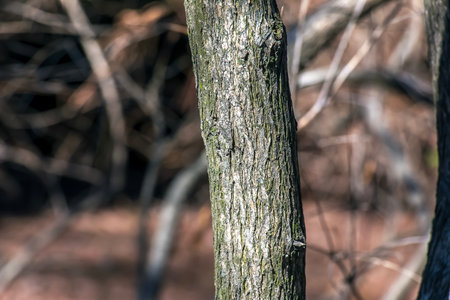 The Fontanesia phillyreoides bark close-up. Fontanesia phillyreoides trunk texture. Live wood background. Forest nature of skin.の写真素材