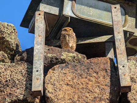 An eagle owl, bird of prey, sits on an ancient stone wall of a Jesuit church in San Ignacio, Argentina. The hunter looks out for food.の写真素材
