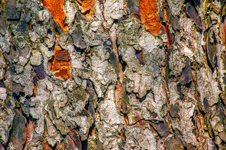Rowan bark close-up. The texture of the trunk of Sorbus torminalis L. Background from living wood. Skin of forest nature.の写真素材