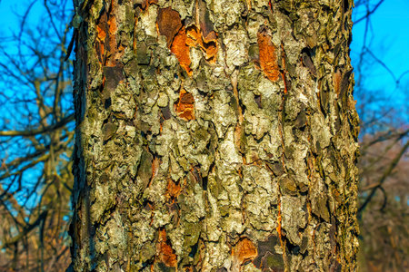 Rowan bark close-up. Texture of the trunk of Sorbus torminalis L. Background from living wood. Skin of forest nature.の写真素材