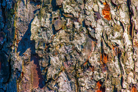 Rowan bark close-up. Texture of the trunk of Sorbus torminalis L. Background from living wood. Skin of the forest nature.の写真素材