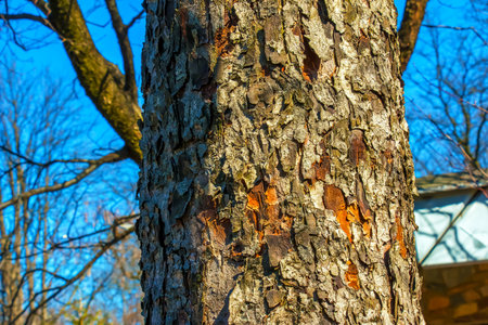 Rowan bark close-up. The texture of trunk of Sorbus torminalis L. Background from living wood. Skin of the forest nature.の写真素材