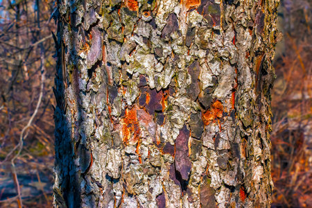Rowan bark close-up. Texture of trunk of Sorbus torminalis L. Background from living wood. Skin of forest nature.の写真素材