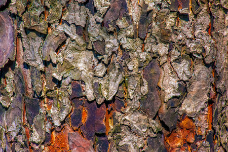 Rowan bark close-up. The texture of the trunk of Sorbus torminalis L. Background from living wood.の写真素材