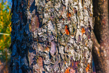 Rowan bark close-up. The texture of the trunk of Sorbus torminalis L. Background from living wood. Skin of the forest nature.の写真素材