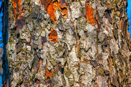 Rowan bark close-up. Texture of trunk of Sorbus torminalis L. Background from living wood. Skin of the forest nature.の写真素材