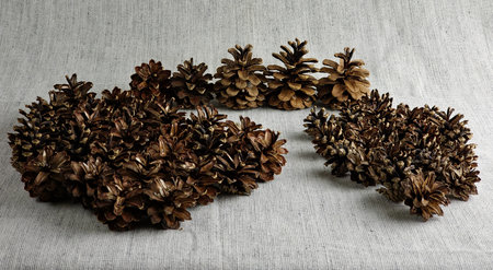Pine cones of different sizes on a burlap background.の写真素材