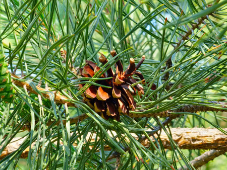 Pine cones on the branches of fir tree on sunny day.の写真素材