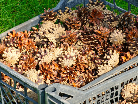Pine cones collected in a plastic boxes on a green lawn. Close-up.の写真素材