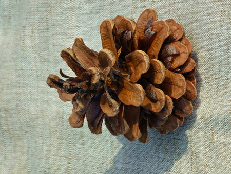 Pine cone close-up on a decorative burlap. Summer. Pine cone with a seeds.の写真素材