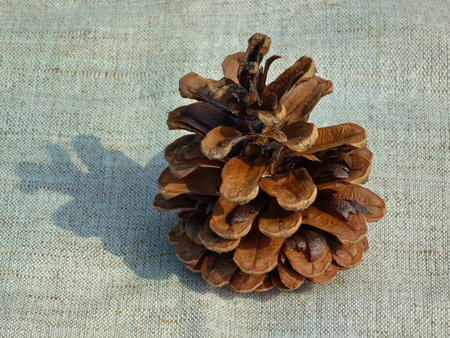 Pine cone close-up on decorative burlap. Pine cone with seeds.の写真素材