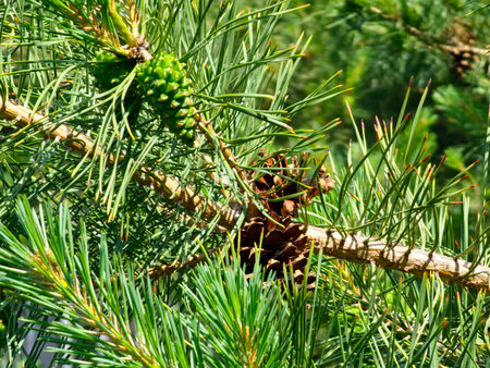 Pine cones on the branches of a fir tree on a sunny day.の写真素材