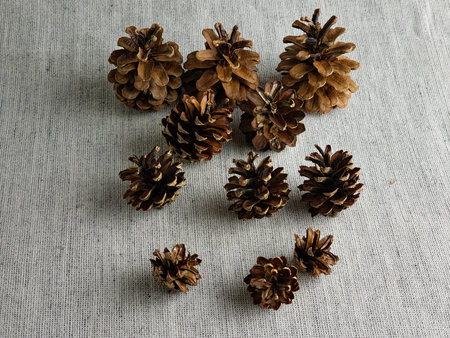 Pine cones of different sizes on burlap background. Close-up.の写真素材