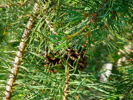 Pine cones on the branches of fir tree on a sunny day.の写真素材