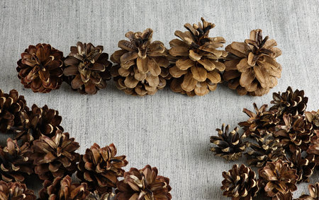 Pine cones of different sizes on burlap background.の写真素材