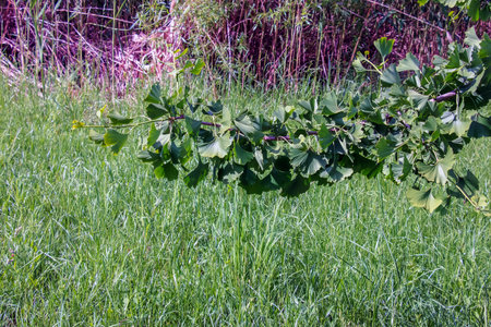 Fresh bright green leaves of ginkgo biloba. Branches of ginkgo tree in Nitra Botanical Garden in Slovakia.の写真素材