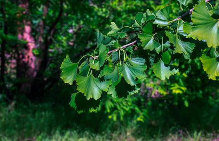 Fresh bright green leaves of ginkgo biloba. Branches of ginkgo tree in Nitra Botanical Garden in Slovakia.の写真素材