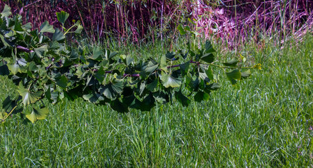 Fresh bright green leaves of ginkgo biloba. Branches of ginkgo tree in Nitra Botanical Garden in Slovakia.の写真素材