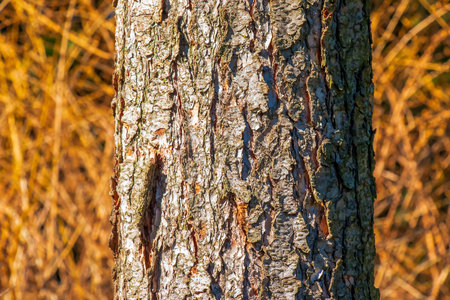 Close-up view to the texture an evergreen conifer species bark Pseudotsuga menziesii, commonly known as Douglas-firの写真素材