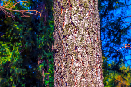 Close-up view to texture evergreen conifer species bark Pseudotsuga menziesii, commonly known as Douglas-firの写真素材