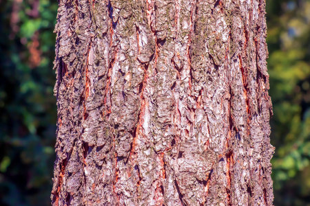 Close-up view to texture an evergreen conifer species bark Pseudotsuga menziesii, commonly known as Douglas-firの写真素材