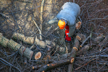 City municipal service worker removes and saws cut tree branches in the courtyard of an apartment...